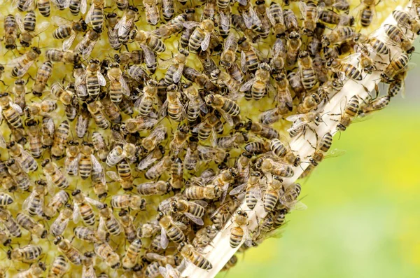 春の養蜂場でハニカム上の蜂 — ストック写真