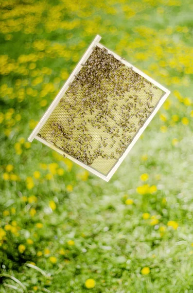 Bees Honeycomb Apiary Springtime — Stock Photo, Image