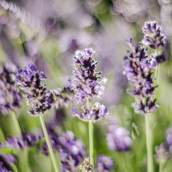 夏に繊細なラベンダーの花の閉鎖 — ストック写真