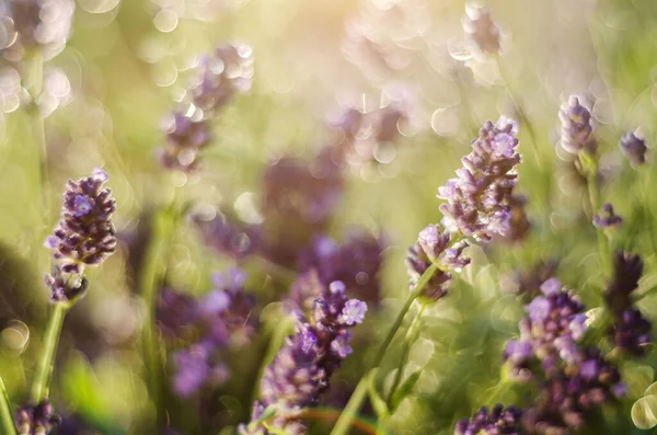 夏に繊細なラベンダーの花の閉鎖 — ストック写真