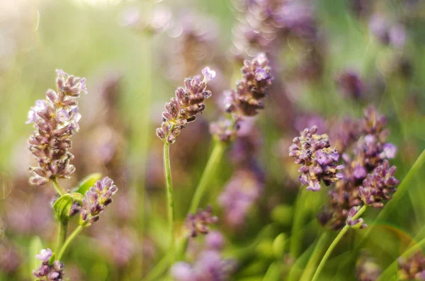 Sluitingen Van Delicate Lavendelbloemen Zomer — Stockfoto