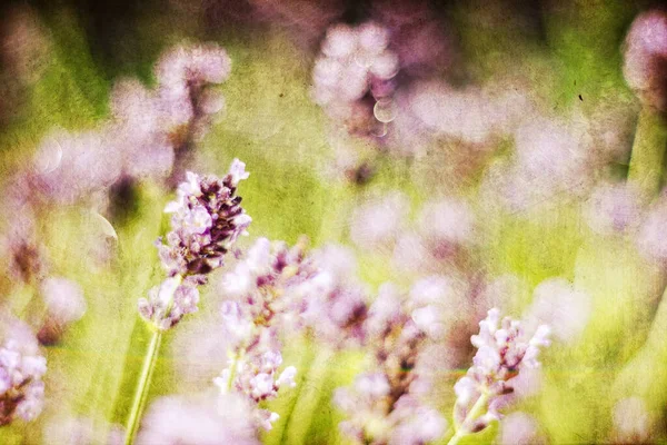 Sluitingen Van Delicate Lavendelbloemen Zomer — Stockfoto