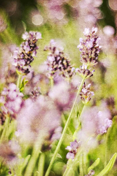 Fechar Delicadas Flores Lavanda Verão — Fotografia de Stock