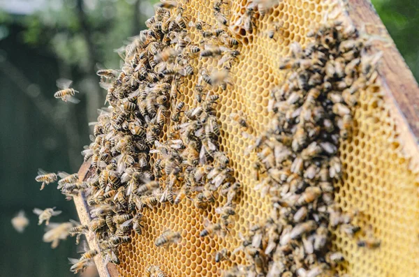 Μέλισσες Κηρήθρα Μελισσοκομεία Καλοκαίρι — Φωτογραφία Αρχείου