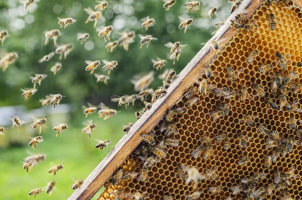 Abejas Melíferas Panal Colmenar Verano — Foto de Stock