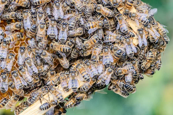 Pszczoły Miodne Plastrze Miodu Pasiece Latem — Zdjęcie stockowe