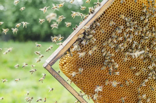 Zbliżenie Pszczół Miodnych Plastrze Miodu Pasiece Okresie Letnim — Zdjęcie stockowe