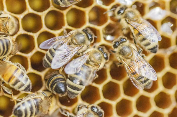 Gros Plan Abeilles Mellifères Nid Abeille Dans Rucher Été — Photo