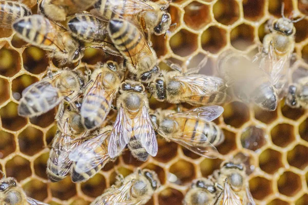 夏天蜂群在蜂窝上的特写 — 图库照片