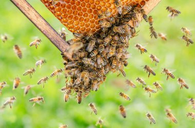 Arı kovanında bal arılarına yakın çekim yaz mevsiminde