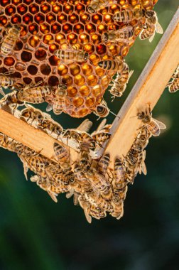 Arı kovanında bal arılarına yakın çekim yaz mevsiminde
