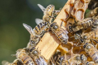 Arı kovanında bal arılarına yakın çekim yaz mevsiminde