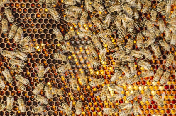 夏にはミツバチが蜂の巣に閉じ込められ — ストック写真