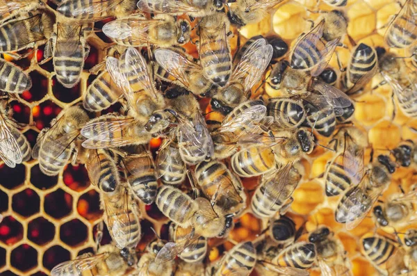 Крупный План Медоносных Пчел Сотах Пасеке Летом — стоковое фото