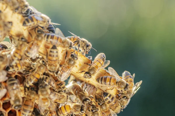 Gros Plan Abeilles Mellifères Nid Abeille Dans Rucher Été — Photo