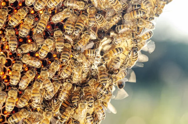 夏天蜂群在蜂窝上的特写 — 图库照片