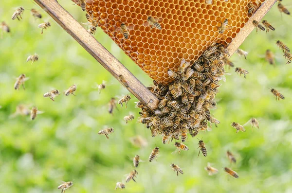 夏にはミツバチが蜂の巣に閉じ込められ — ストック写真