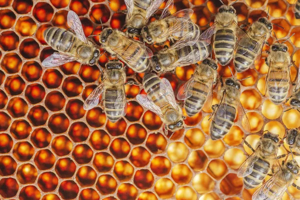 Closeup Honey Bees Honeycomb Apiary Summertime — Stock Photo, Image