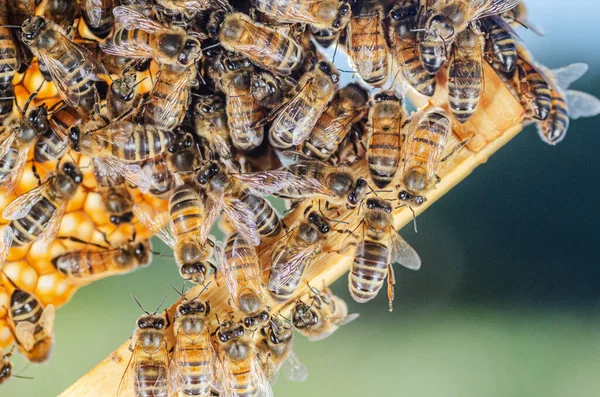 Nahaufnahme Von Honigbienen Auf Waben Der Imkerei Sommer — Stockfoto