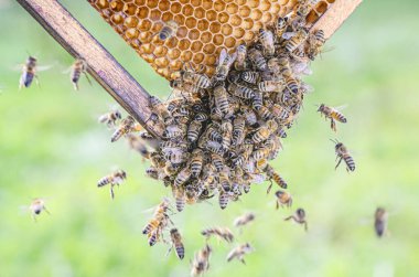 Arı kovanında bal arılarına yakın çekim yaz mevsiminde