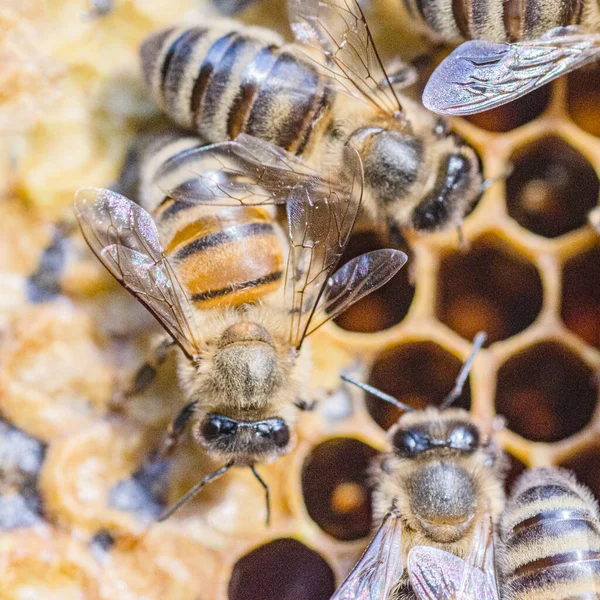 Close Van Honingbijen Honingraat Bijenstal Zomer — Stockfoto