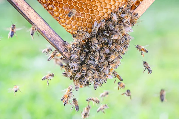 Nahaufnahme Von Honigbienen Auf Waben Der Imkerei Sommer — Stockfoto