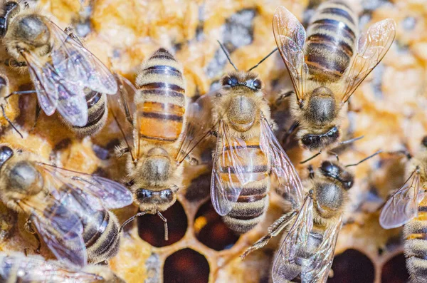 Nærbilde Honningbier Honningtavler Bigården Sommeren – stockfoto