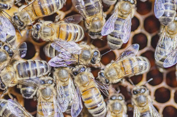 Nahaufnahme Von Honigbienen Auf Waben Der Imkerei Sommer — Stockfoto