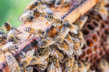 Arı kovanında bal arılarına yakın çekim yaz mevsiminde