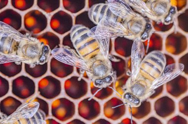 Arı kovanında bal arılarına yakın çekim yaz mevsiminde