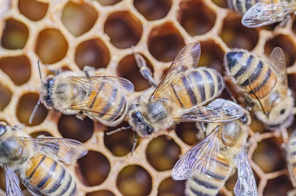 Gros Plan Abeilles Mellifères Nid Abeille Dans Rucher Été — Photo