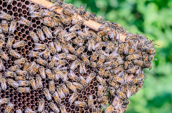 Detailní Záběr Včel Včelích Plástech Včelínů Létě — Stock fotografie