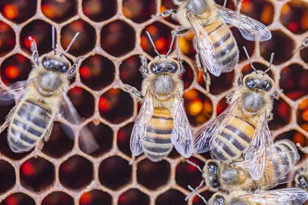 夏にはミツバチが蜂の巣に閉じ込められ — ストック写真