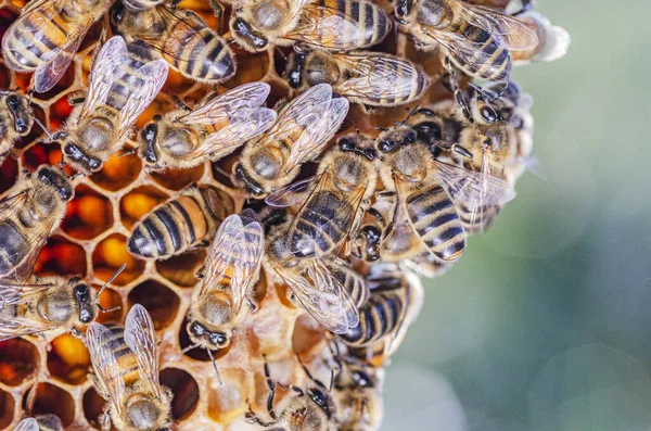 Primo Piano Api Miele Favo Ape Apiario Nell Estate — Foto Stock