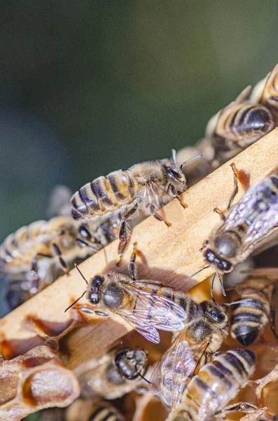 Primo Piano Api Miele Favo Ape Apiario Nell Estate — Foto Stock