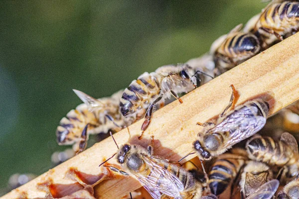 Gros Plan Abeilles Mellifères Nid Abeille Dans Rucher Été — Photo