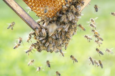 Arı kovanında bal arılarına yakın çekim yaz mevsiminde