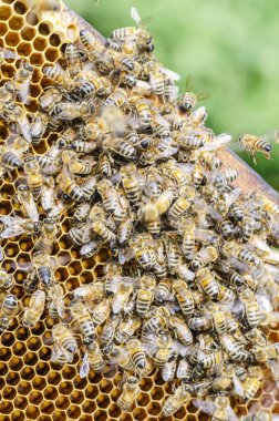 Arı kovanında bal arılarına yakın çekim yaz mevsiminde