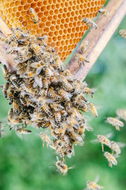 Arı kovanında bal arılarına yakın çekim yaz mevsiminde