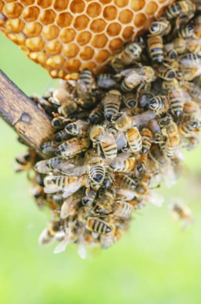 Arı Kovanında Bal Arılarına Yakın Çekim Yaz Mevsiminde — Stok fotoğraf