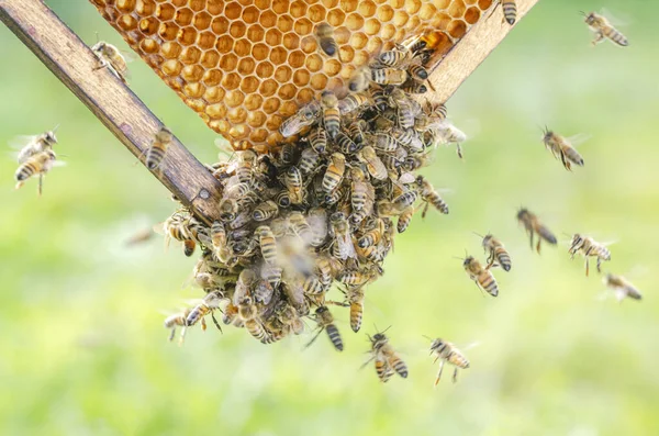 Close Van Honingbijen Honingraat Bijenstal Zomer — Stockfoto