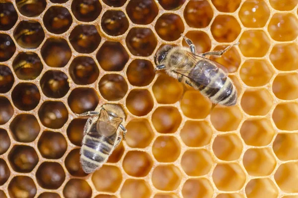 Nahaufnahme Von Honigbienen Auf Waben Der Imkerei Sommer — Stockfoto