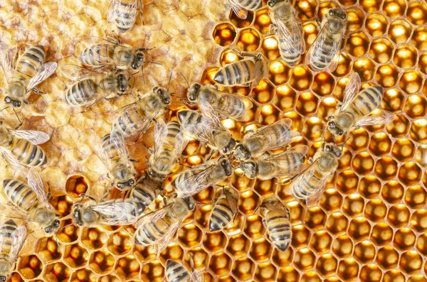 Closeup Honey Bees Honeycomb Apiary Summertime — Stock Photo, Image