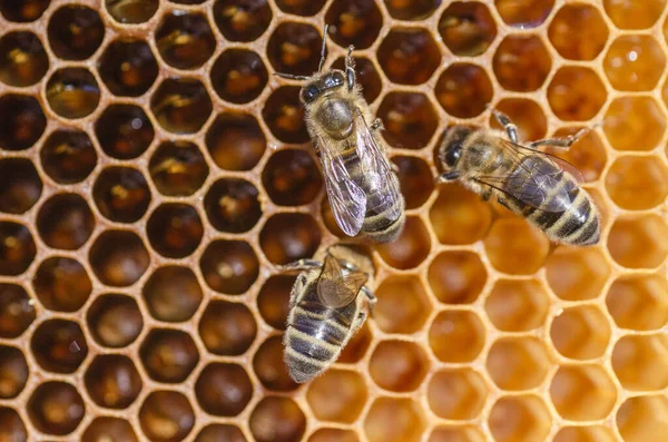 Primer Plano Las Abejas Melíferas Panal Colmenar Verano —  Fotos de Stock