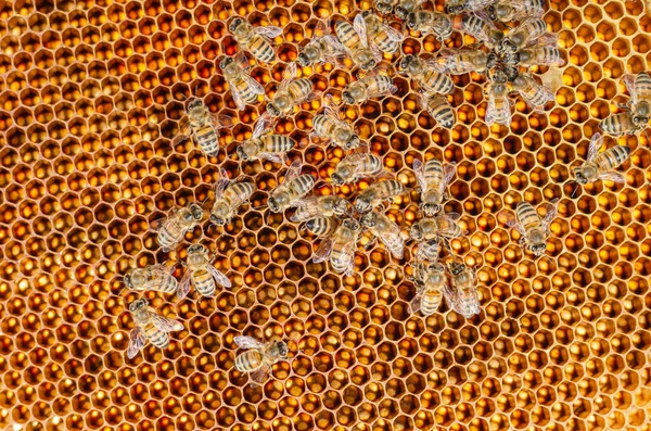 Closeup Honey Bees Honeycomb Apiary Summertime — Stock Photo, Image