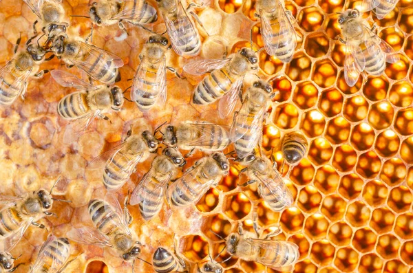 Nahaufnahme Von Honigbienen Auf Waben Der Imkerei Sommer — Stockfoto