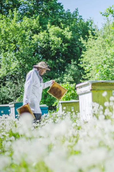 Apiarista Anziano Apiario Fare Ispezione Primavera — Foto Stock