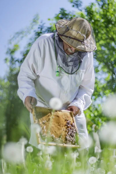 Vrchní Včelař Včelařské Inspekce Jaře — Stock fotografie