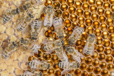 Arı kovanında bal arılarına yakın çekim yaz mevsiminde