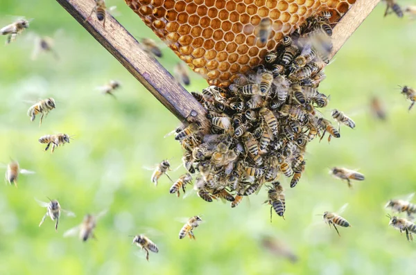 Nahaufnahme Von Honigbienen Auf Waben Der Imkerei Sommer — Stockfoto